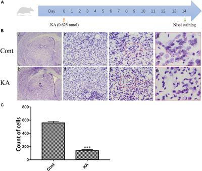 NADPH and Mito-Apocynin Treatment Protects Against KA-Induced Excitotoxic Injury Through Autophagy Pathway